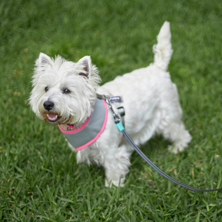 Active Soft Walking Dog Harness - Silver & Pink