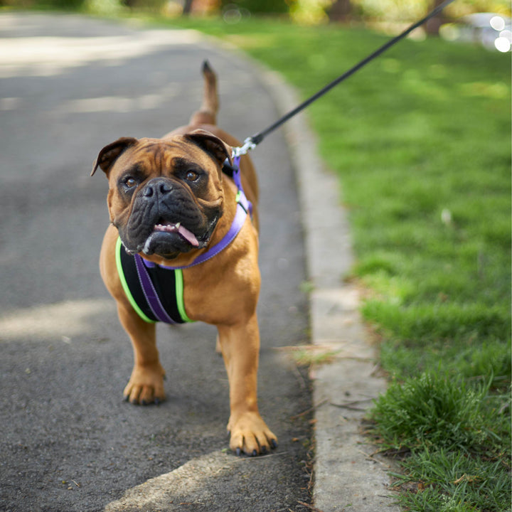Retractable Dog Lead - 8 metre - up to 50kg