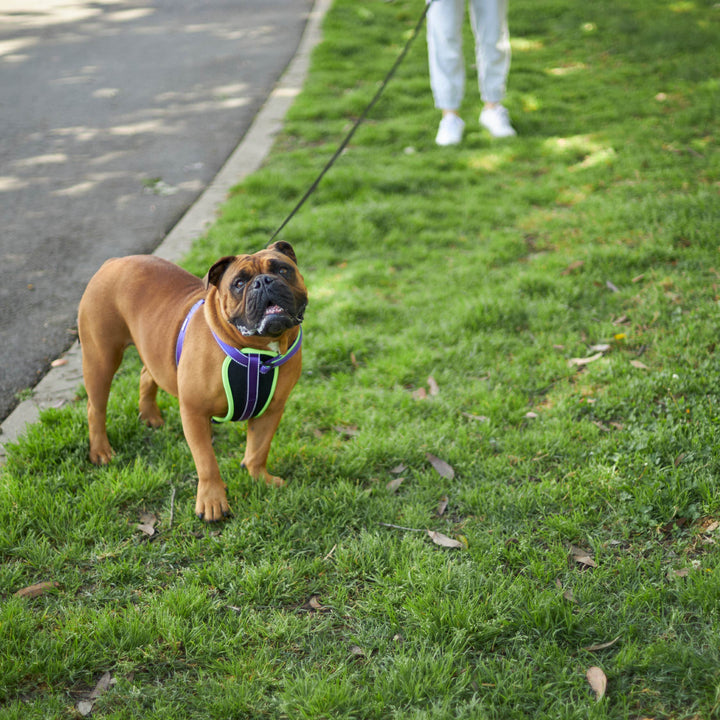 Retractable Dog Lead - 8 metre - up to 50kg