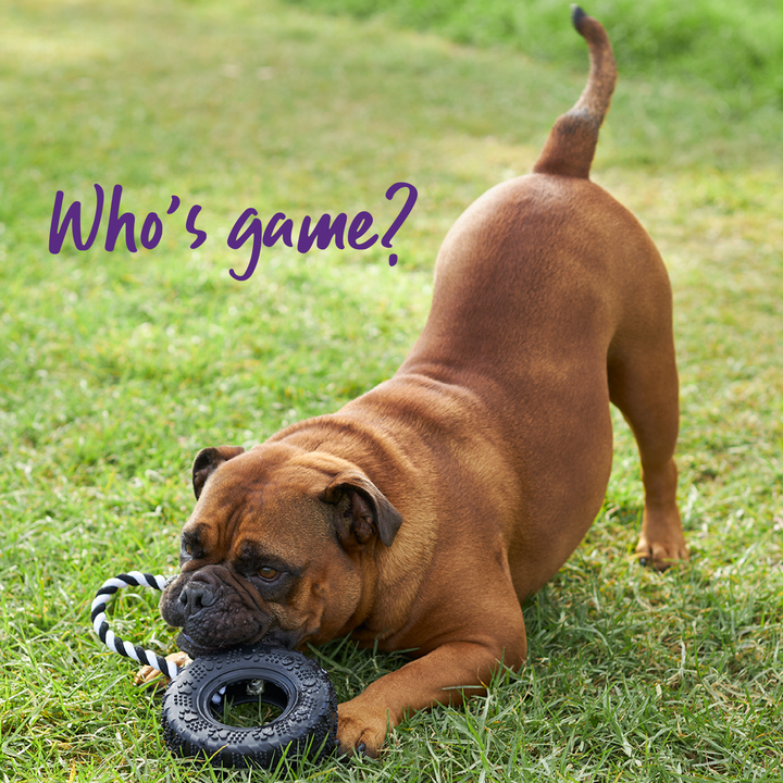 Toothy Tug Tyre Dog Toy