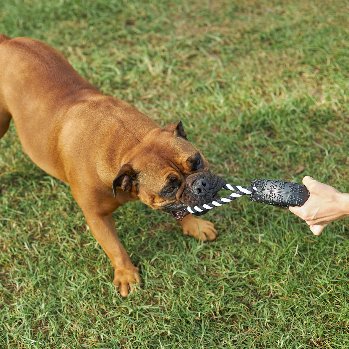 Dog tug toys australia hotsell