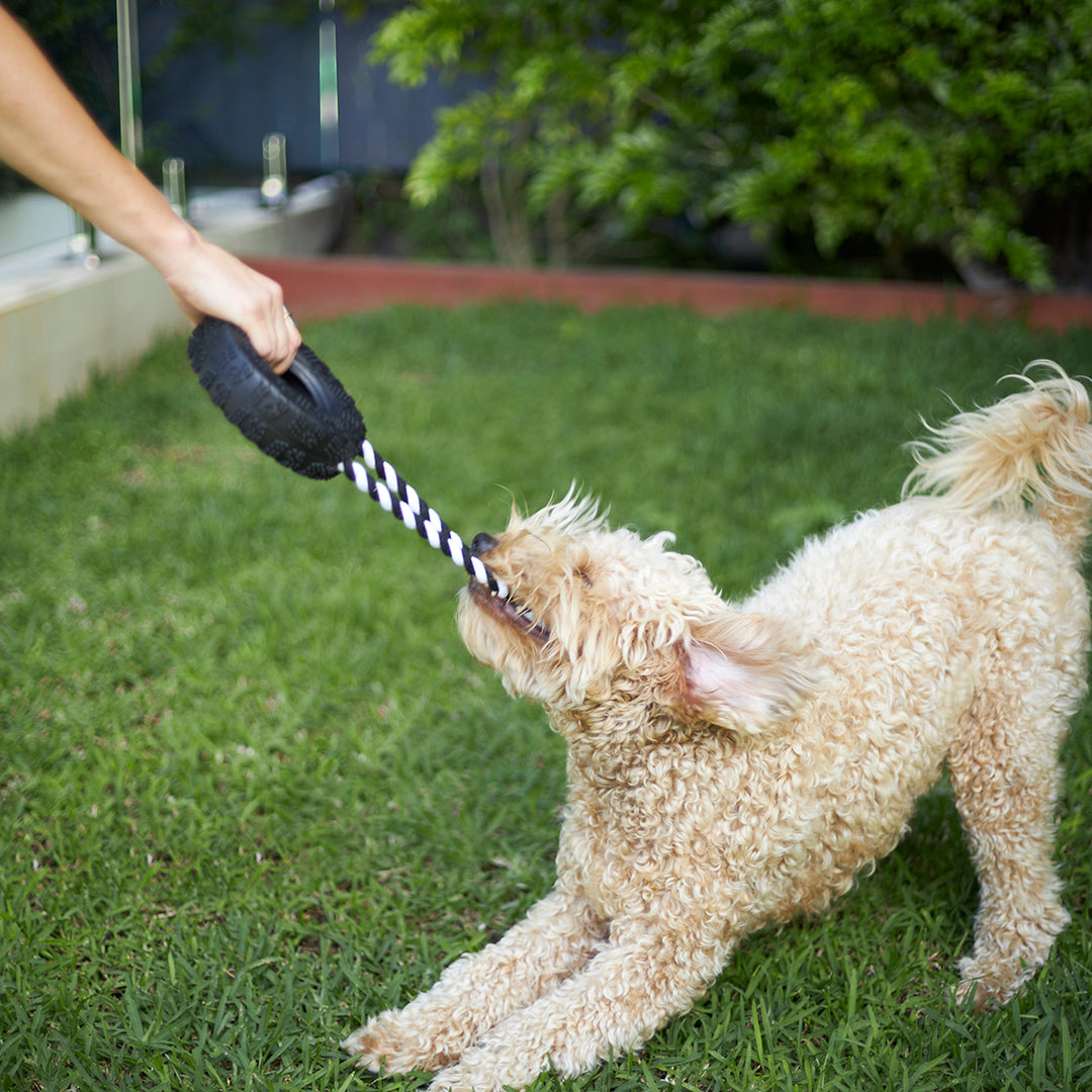 Toothy Tug Tyre Dog Toy