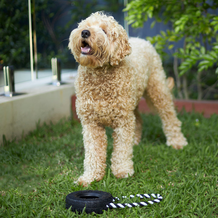 Toothy Tug Tyre Dog Toy