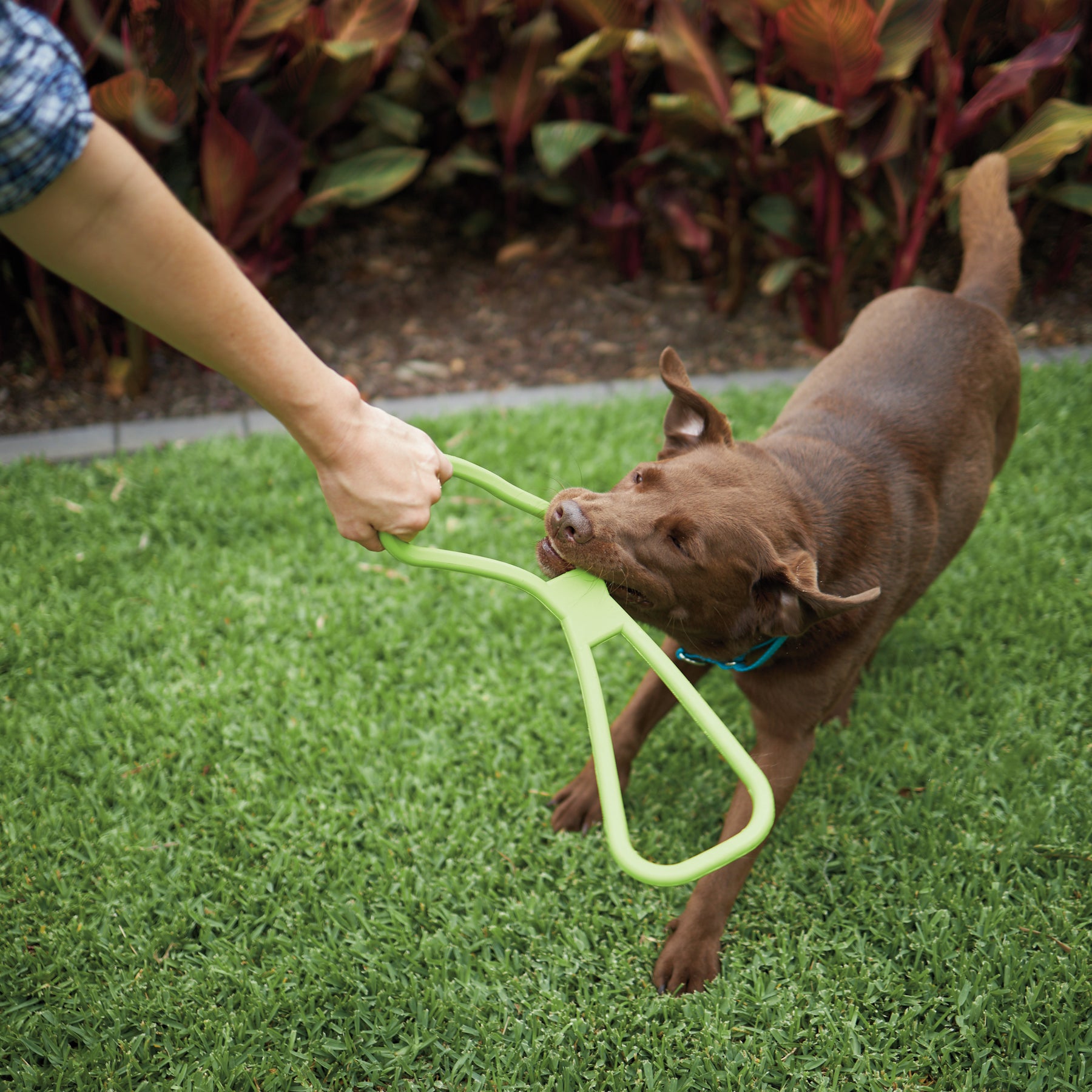 Rubber tug of war dog toys discount