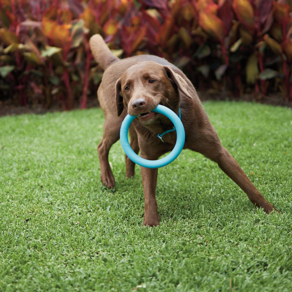 Dog ring chew toy discount