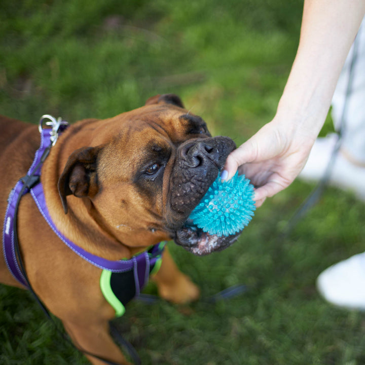 Tough Chewing Space Balls - Medium Dog Toy