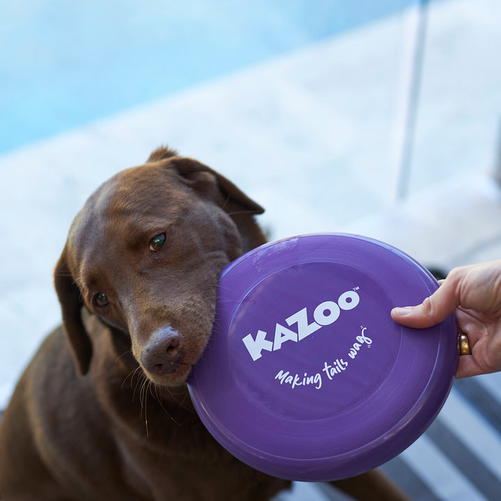 Kazoo Purple Frisbee Dog Toy