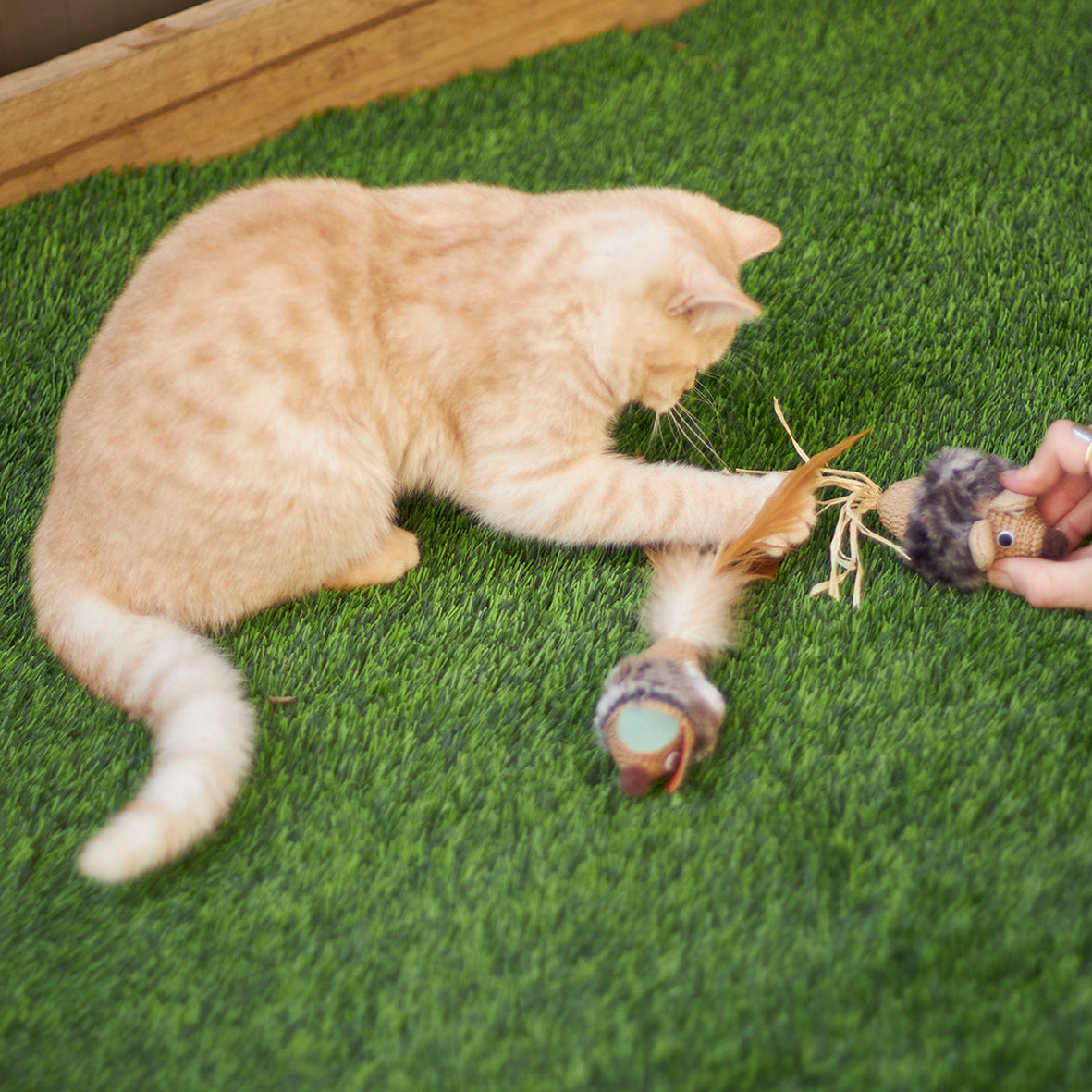 Scruffies toy cat on sale