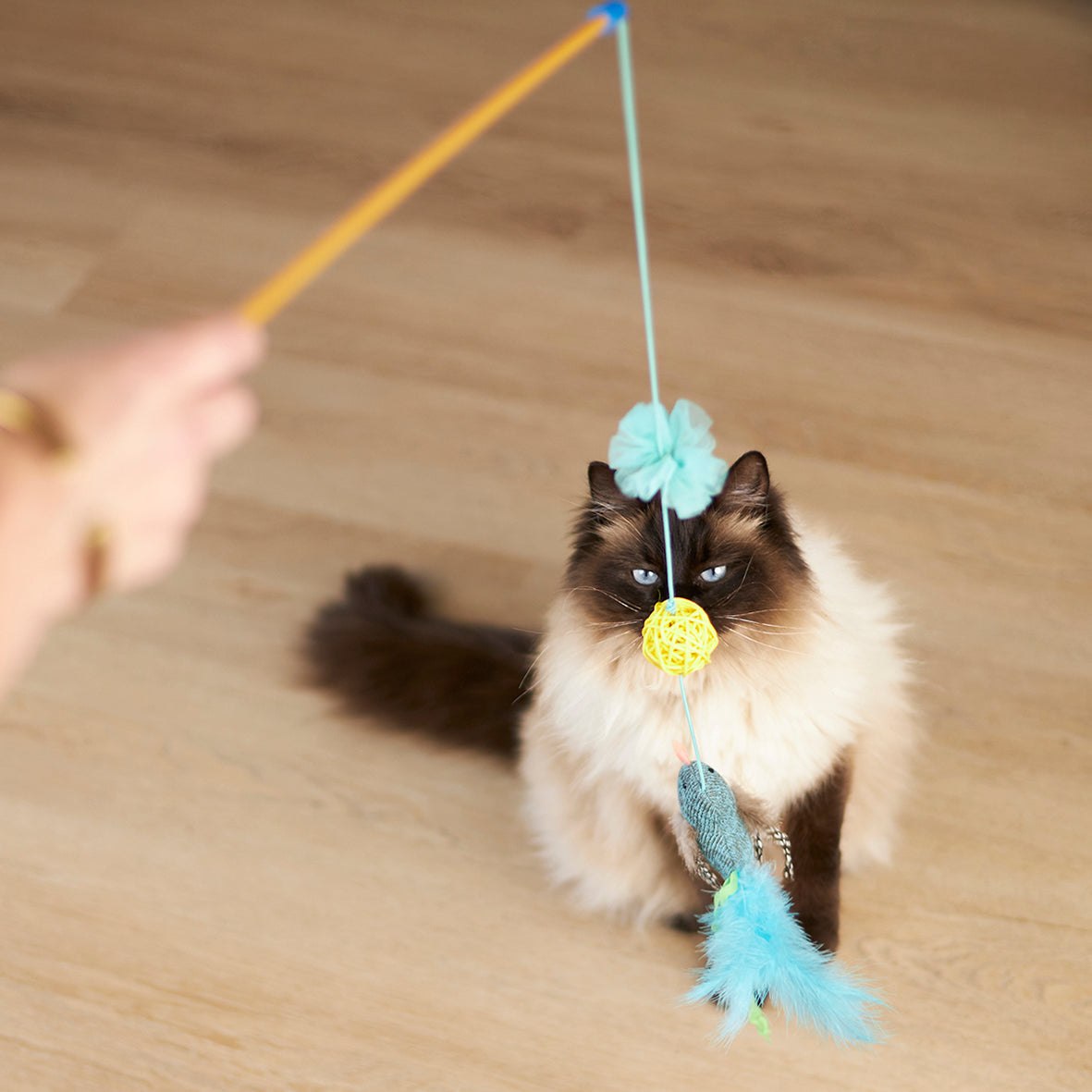 Best cat sales toys australia
