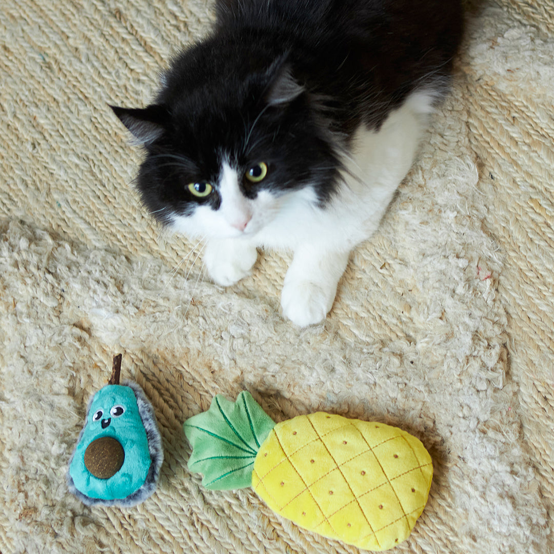 Playful Avocado with catnip