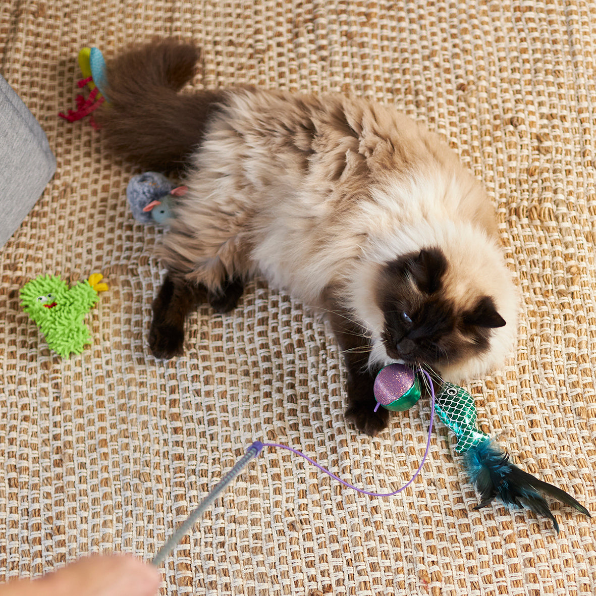 Scruffy Cactus with replacement catnip silvervine Kazoo Pet Co