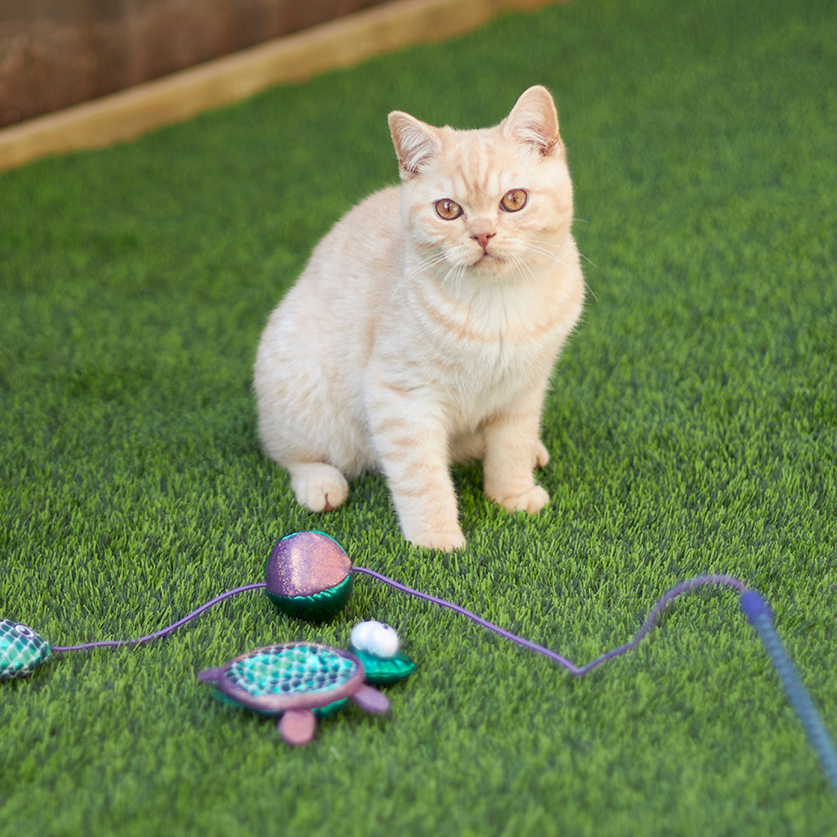 Turtle cat 2024 toy