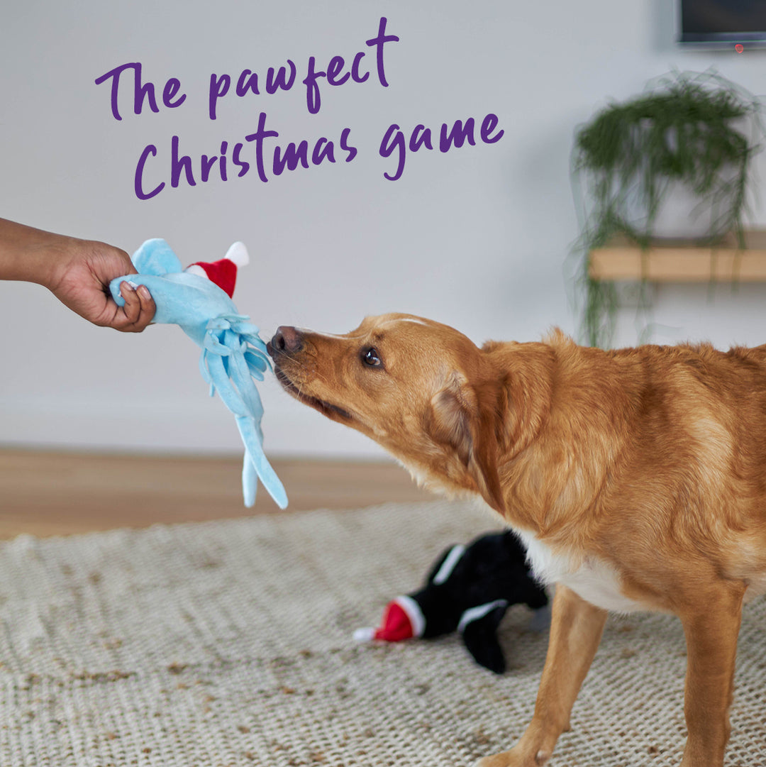 Christmas Bluebottle