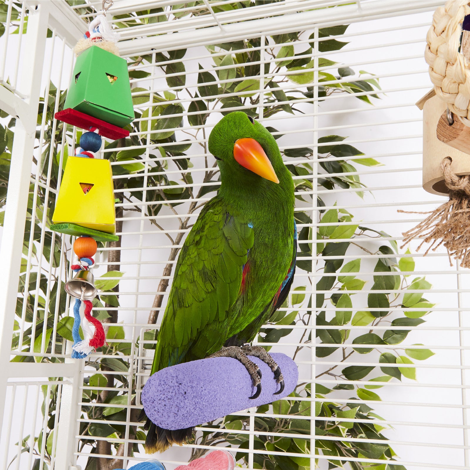 Dual Cardboard Coloured Foraging Box - Kazoo Pet Co