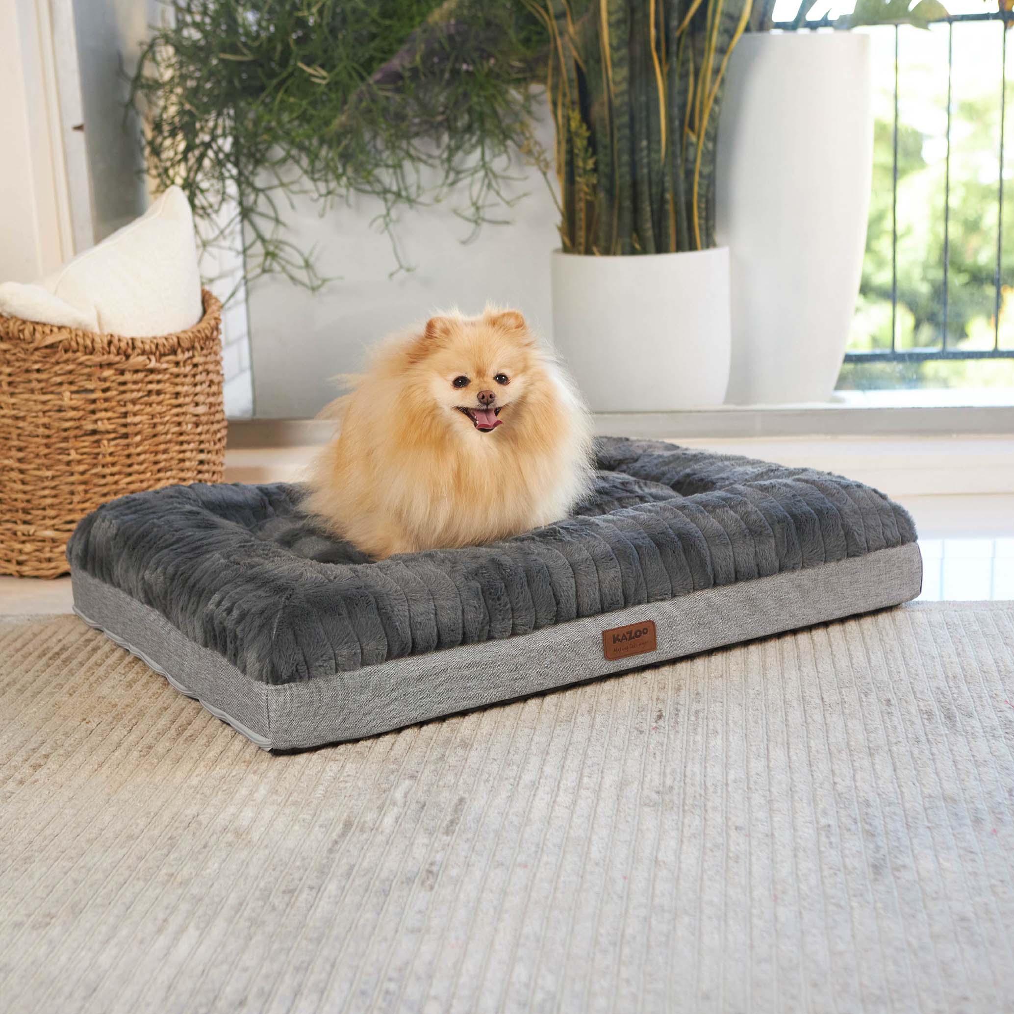 Dog ate 2025 foam bedding