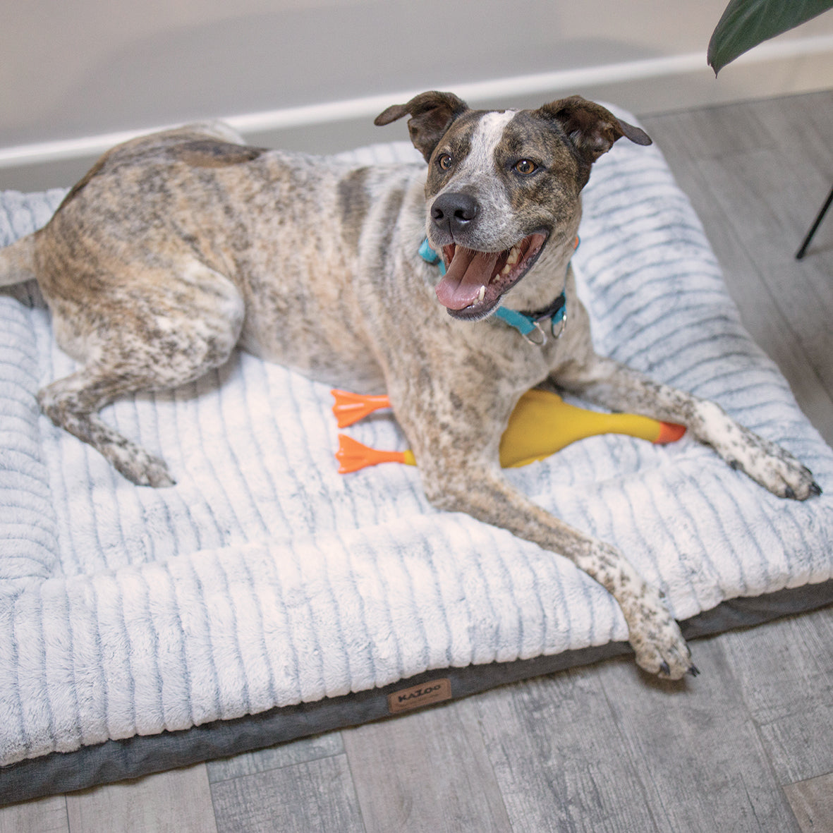 Cloud Comfort Bed - Grey - Kazoo Pet Co