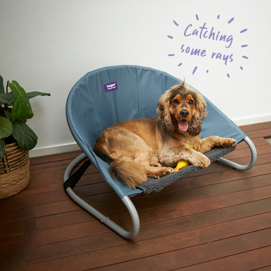 Round dog 2025 beds australia
