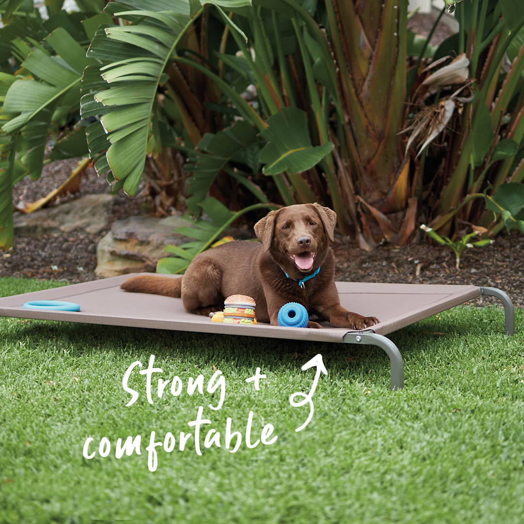 Raised dog shop bed b&m