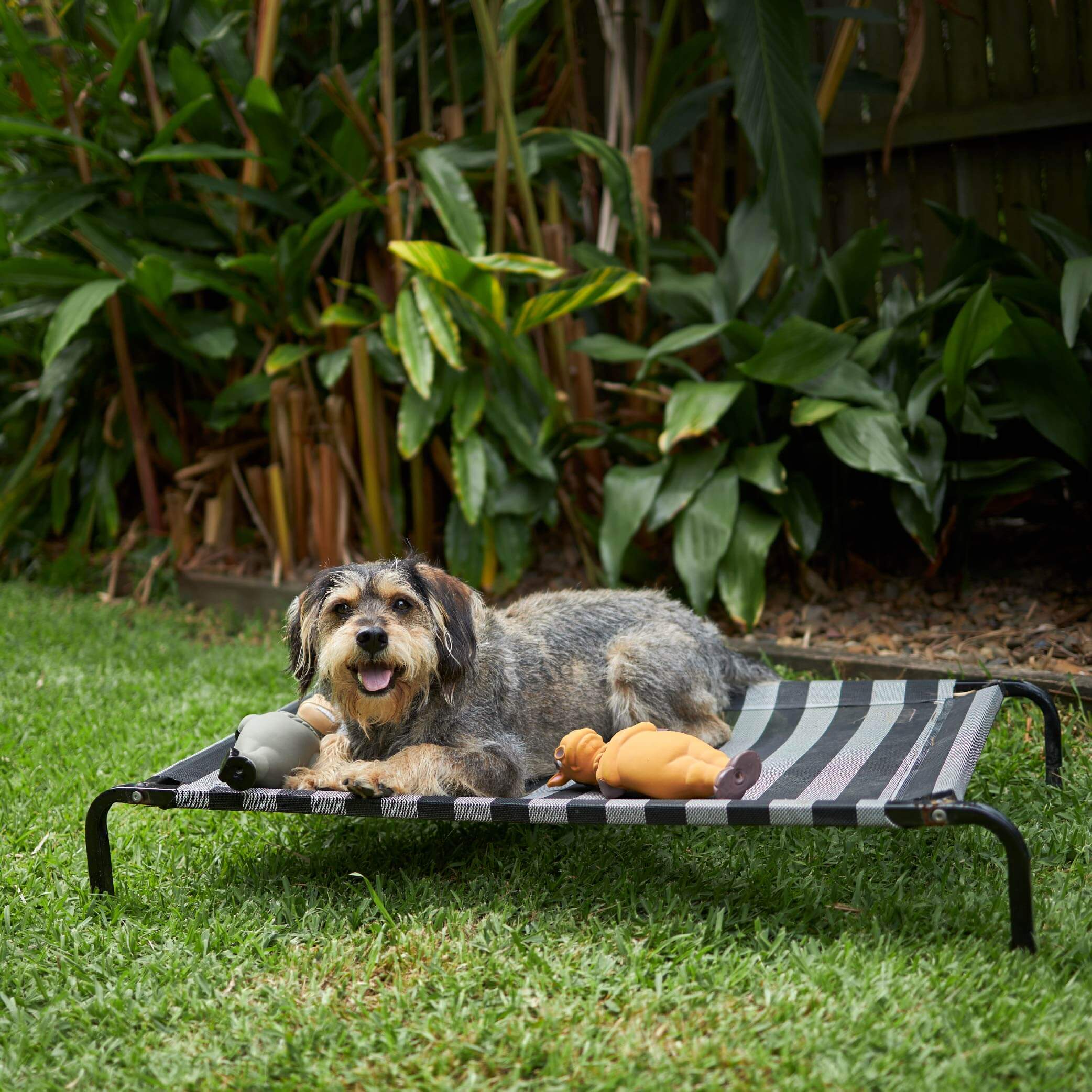 Dog shop day bed