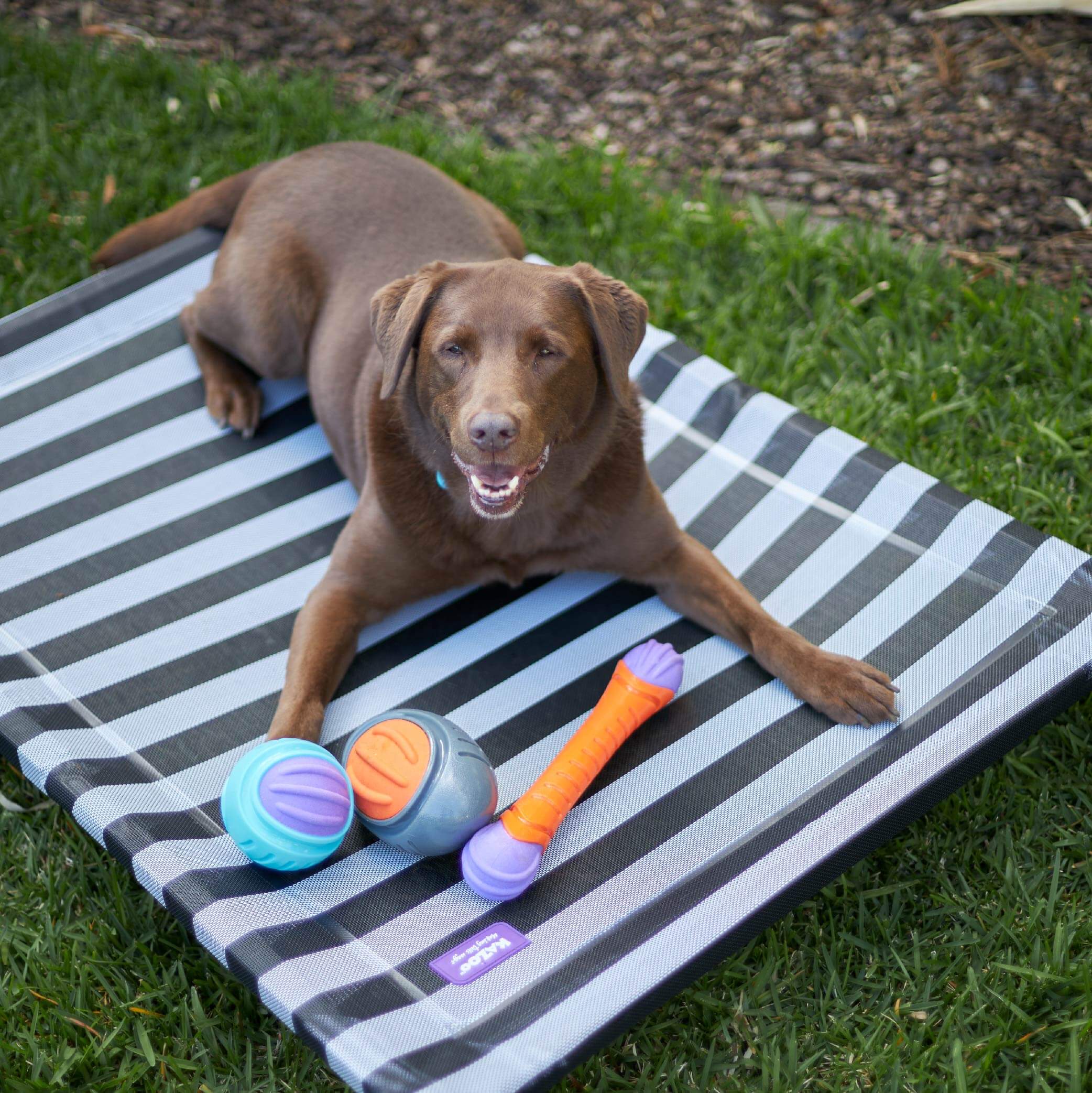 Floating dog deals bed