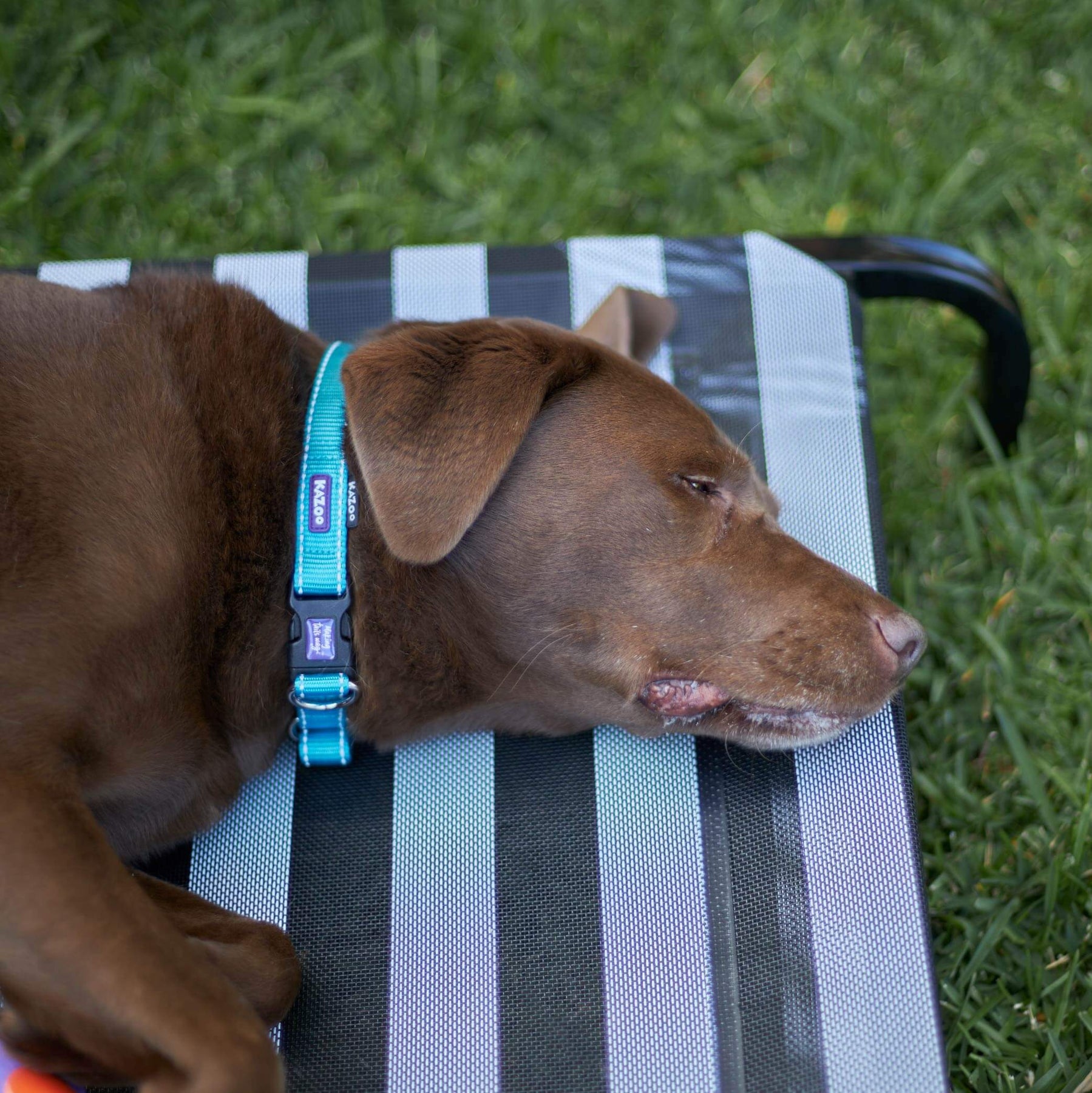 Everyday Outdoor Dog Bed Kazoo Pet Co