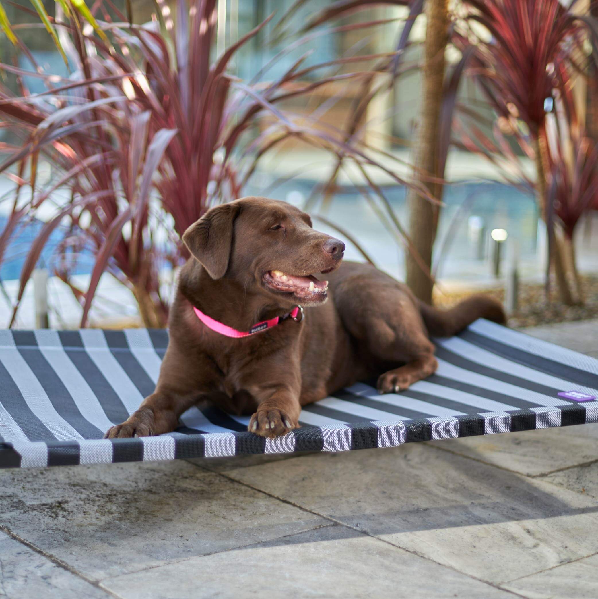 Everyday Outdoor Dog Bed Black White Kazoo Pet Co