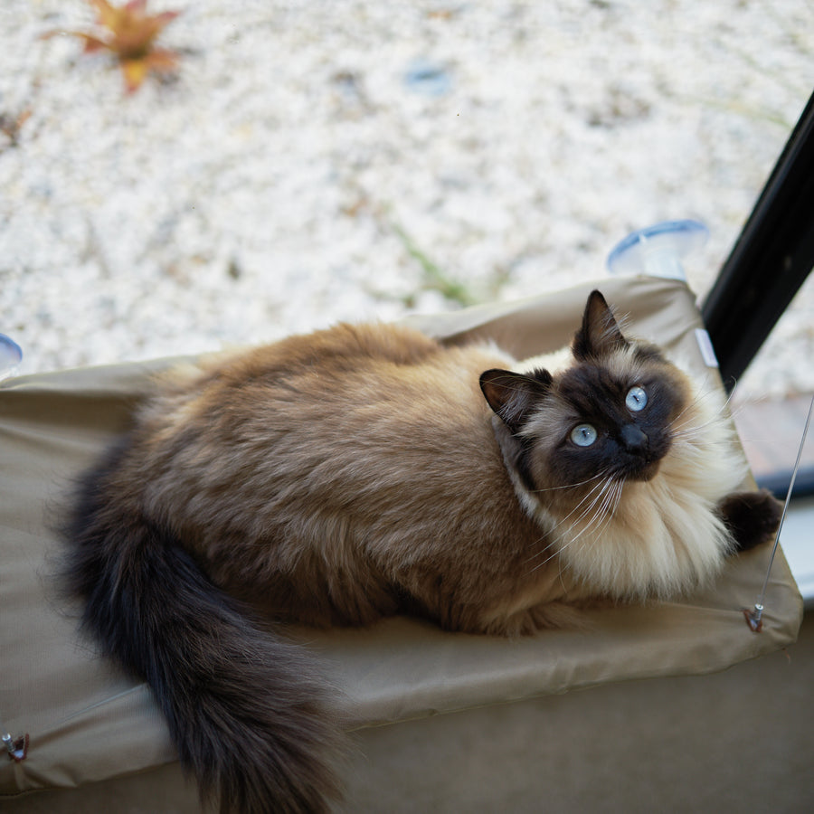 Lookout Cat Window Bed – Kazoo Pet Co