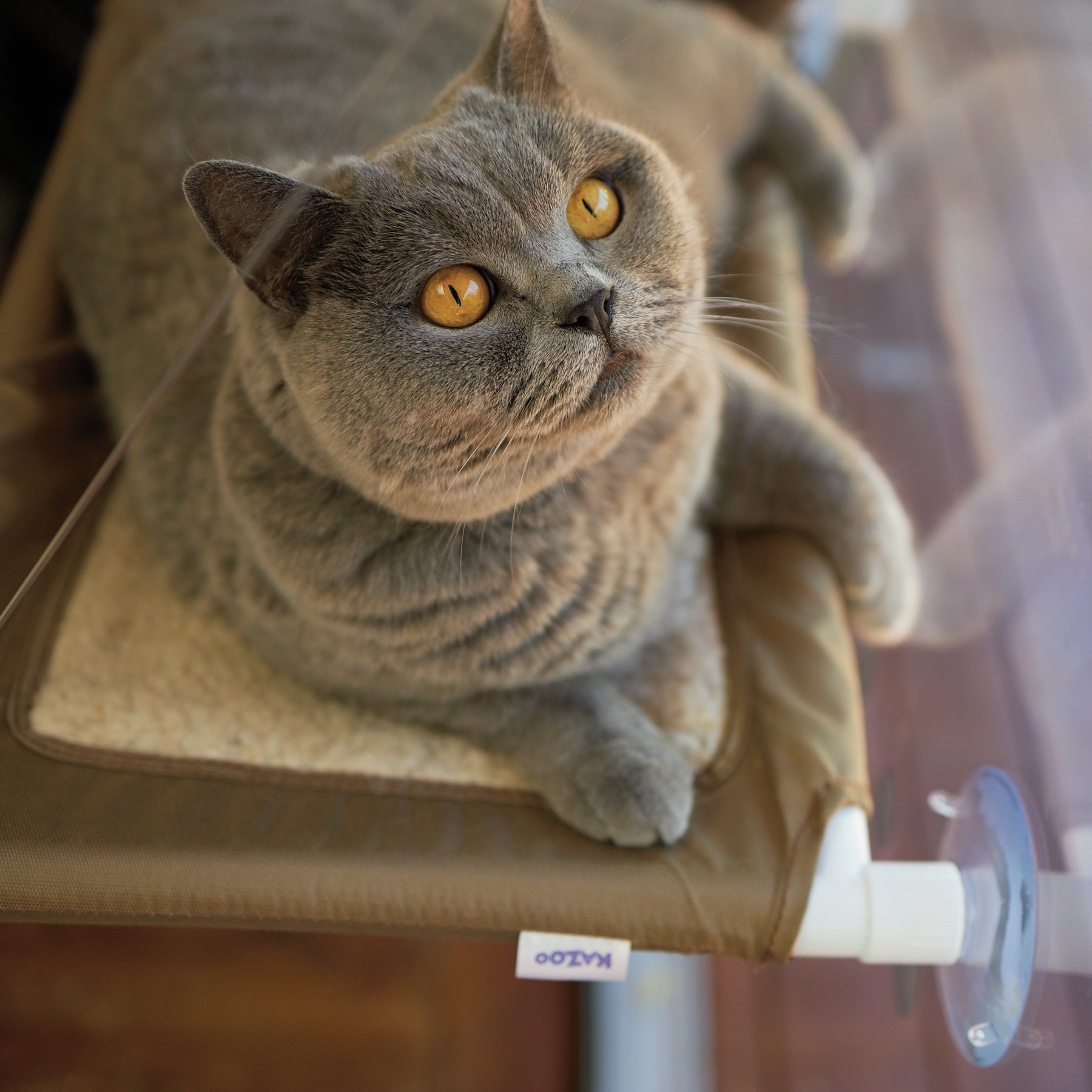 Lookout Deluxe Cat Window Bed Kazoo Pet Co