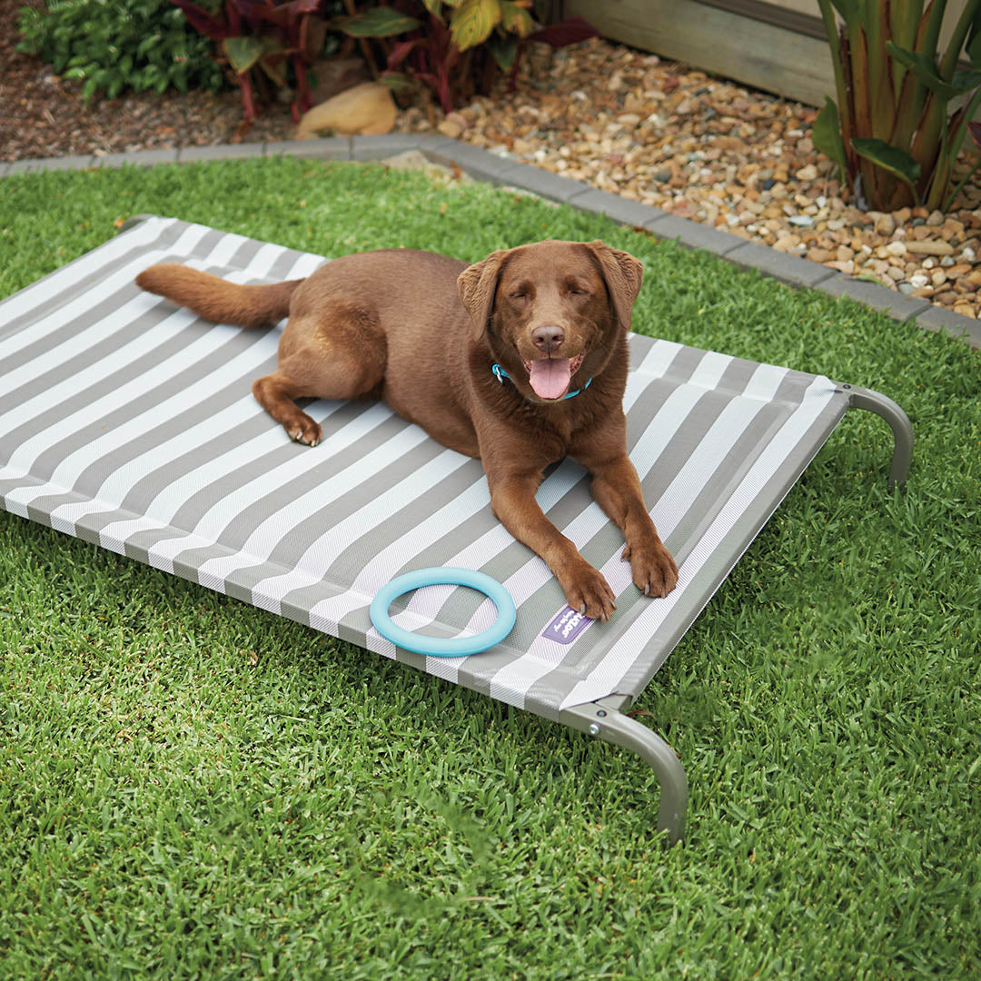 Best trampoline dog bed sale