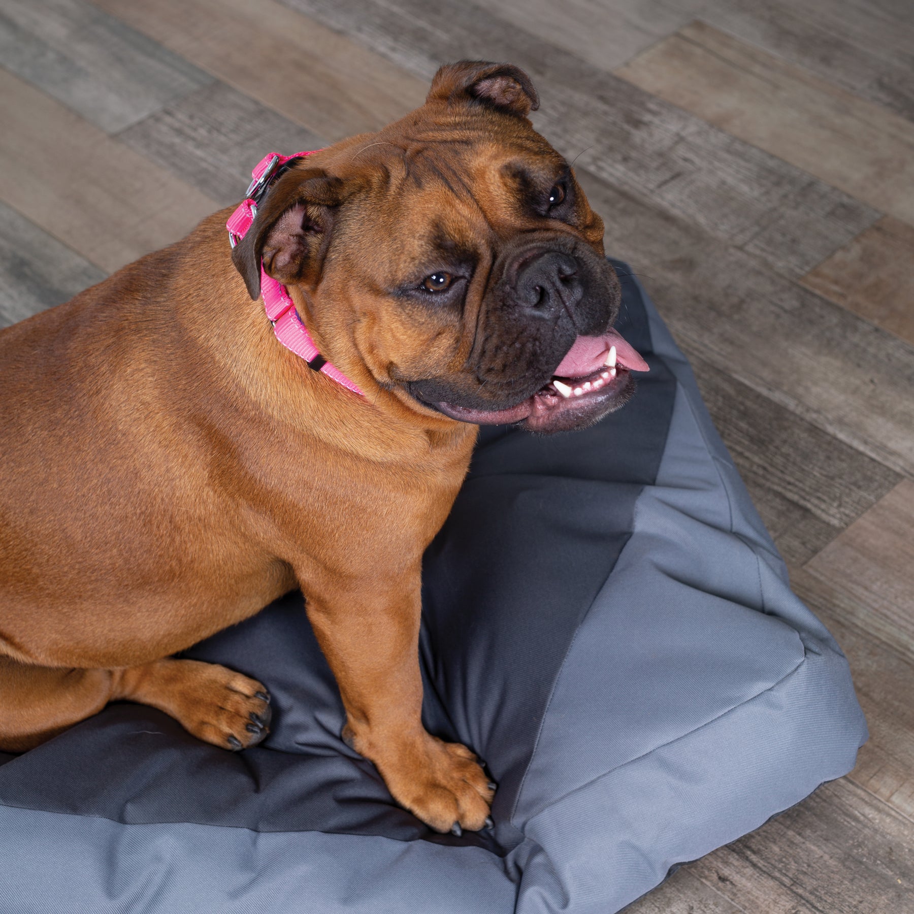 Verandah Dog Bed Kazoo Pet Co