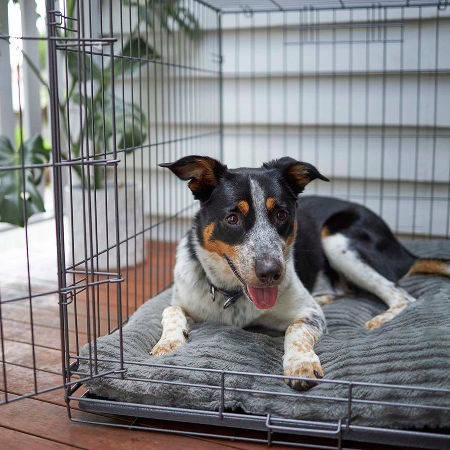 Premium Pet Crate Kazoo Pet Co