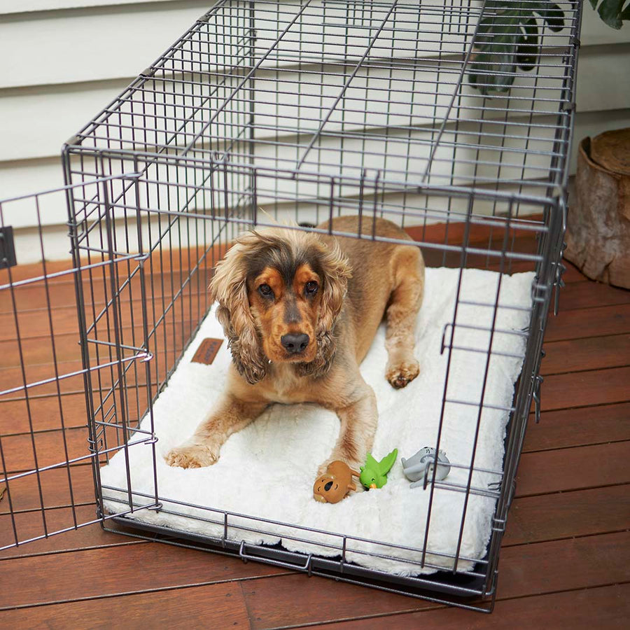 Premium Pet Crate Kazoo Pet Co