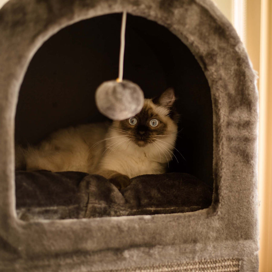 2 Chambers Cat Den Charcoal Kazoo Pet Co