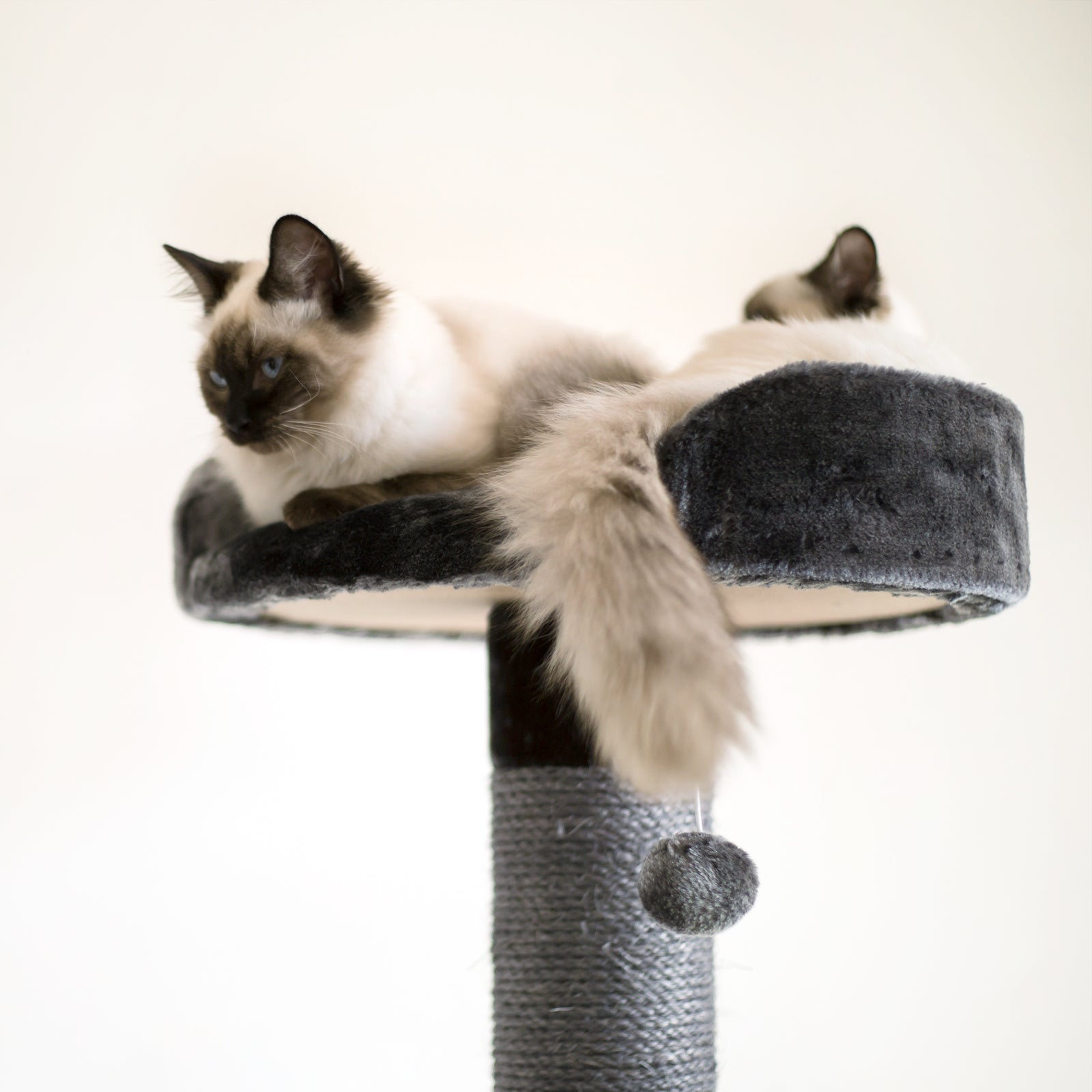 5 Level Playground - Charcoal - Kazoo Pet Co