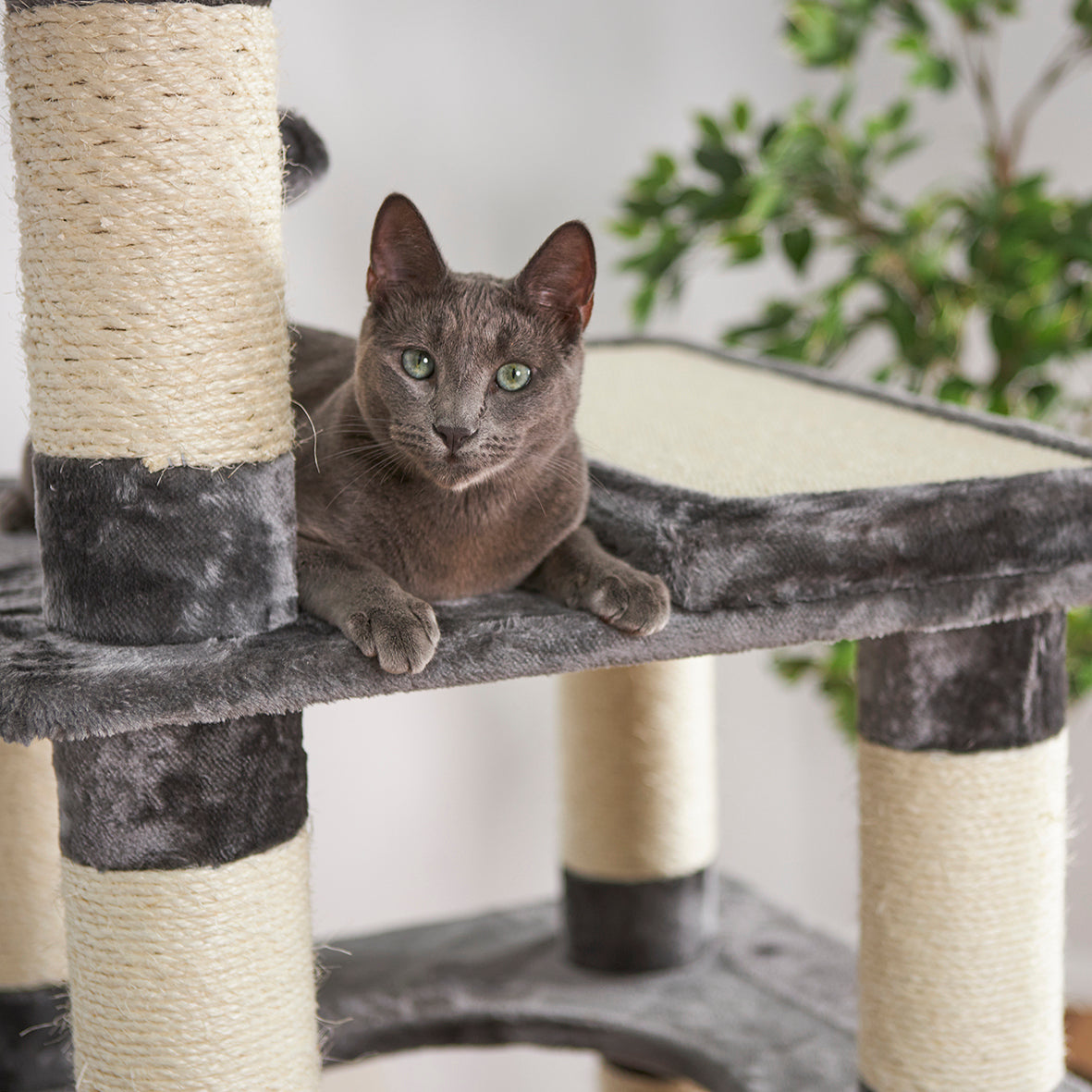 5 level cat tree 2025