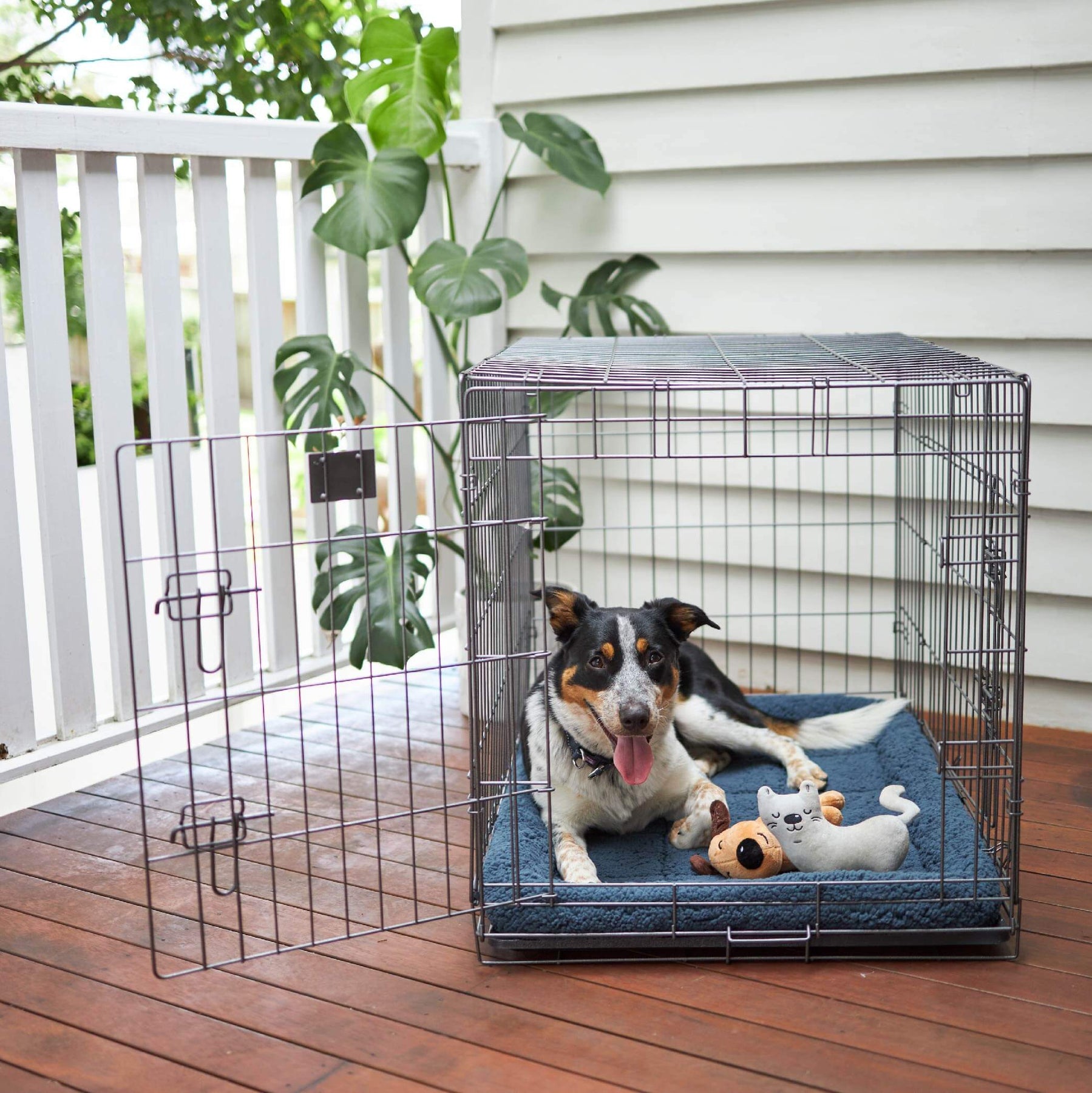 Everyday Pet Crate Kazoo Pet Co