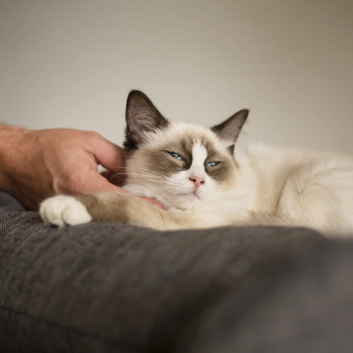 High Bed Scratch Post - Sofa Fabric - Kazoo Pet Co