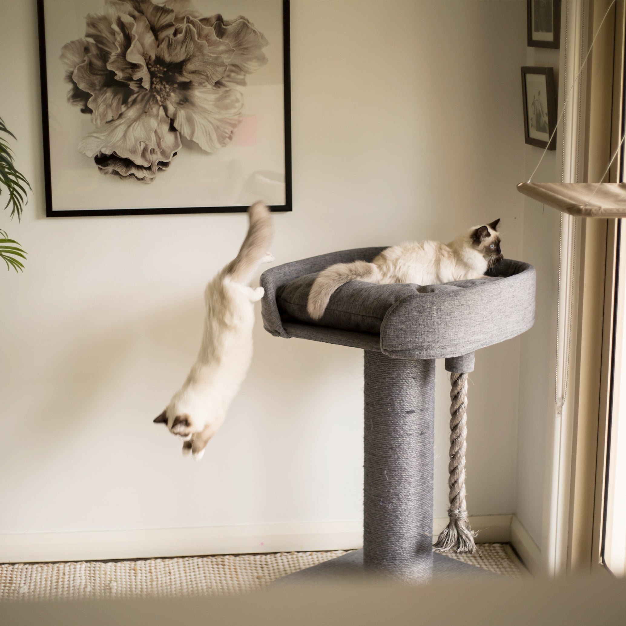High cat scratching post top