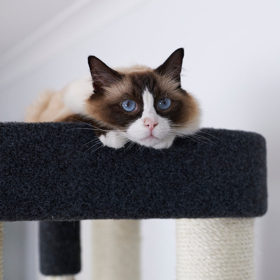 Kitty Climb Playground Grey Carpet Kazoo Pet Co