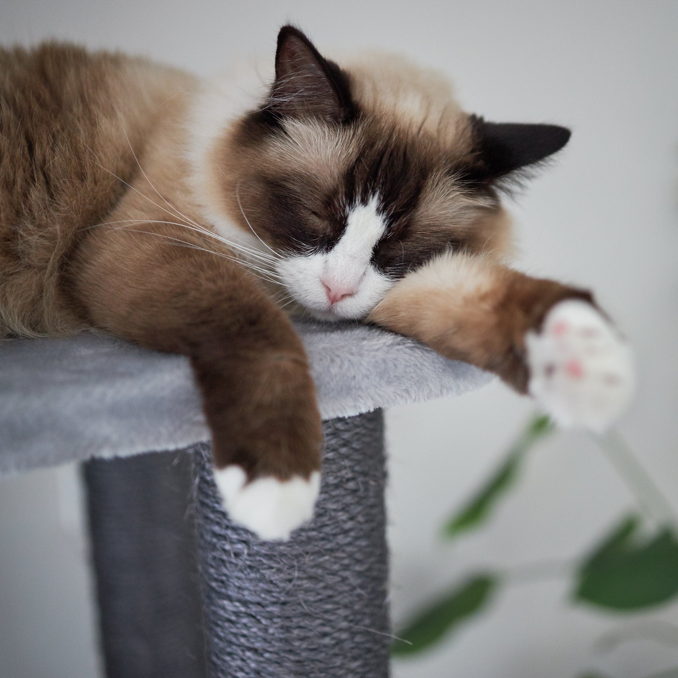 Garfield cat sale condo