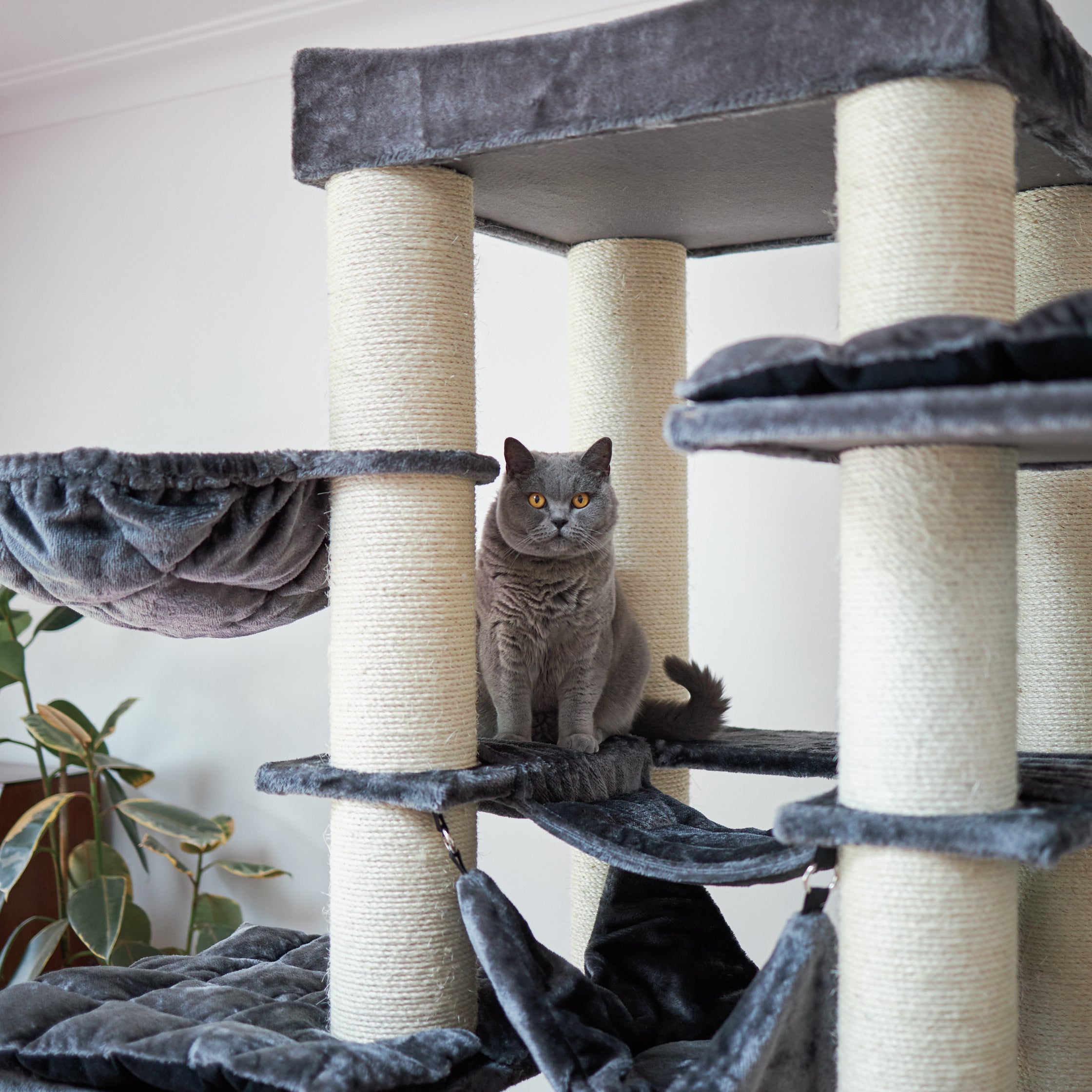 Kitty hollow cat tree 2025