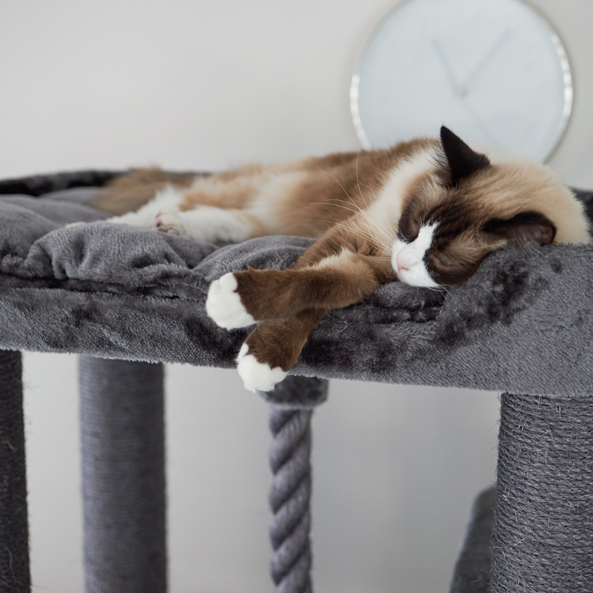 Animates scratching cheap post
