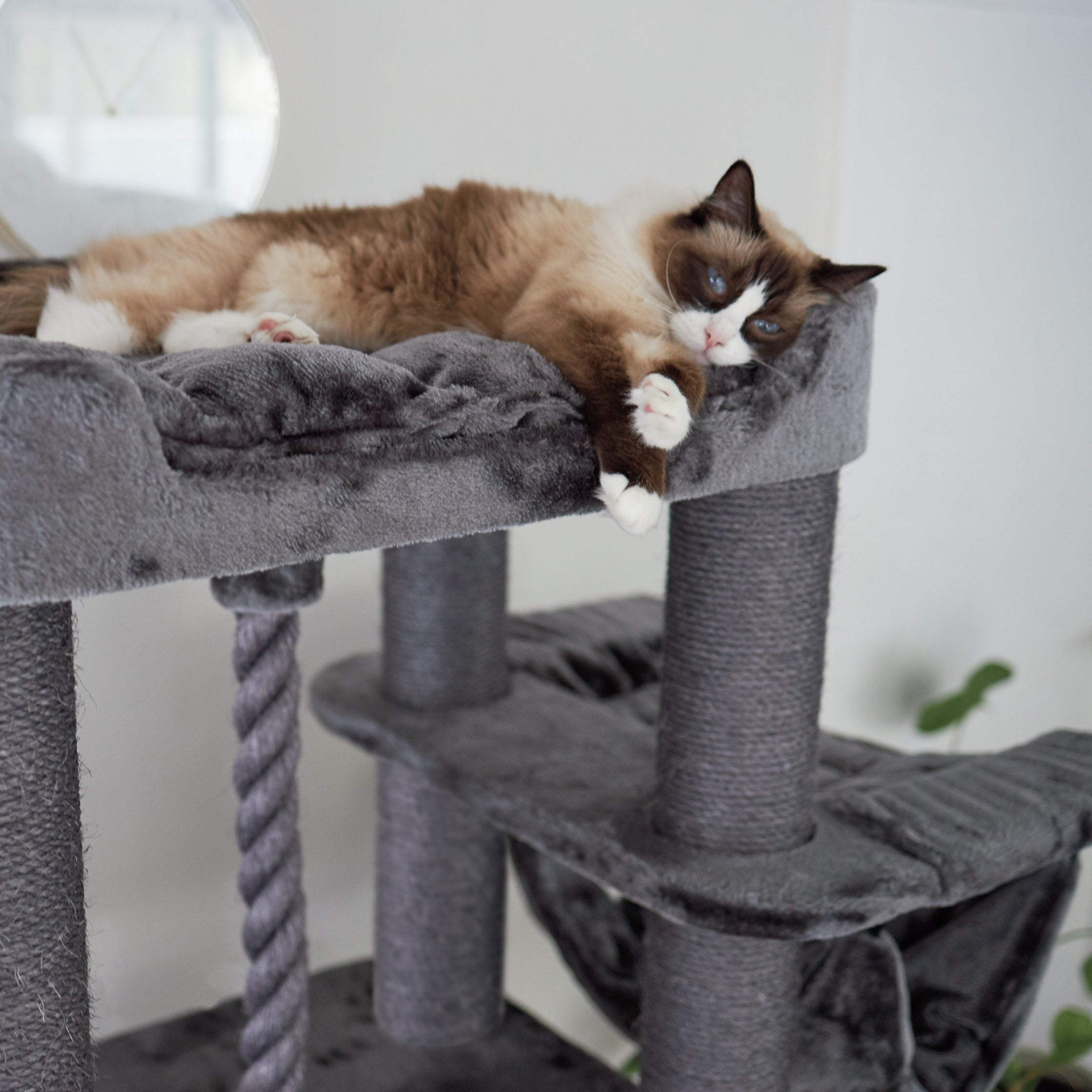 Animates cat deals tower