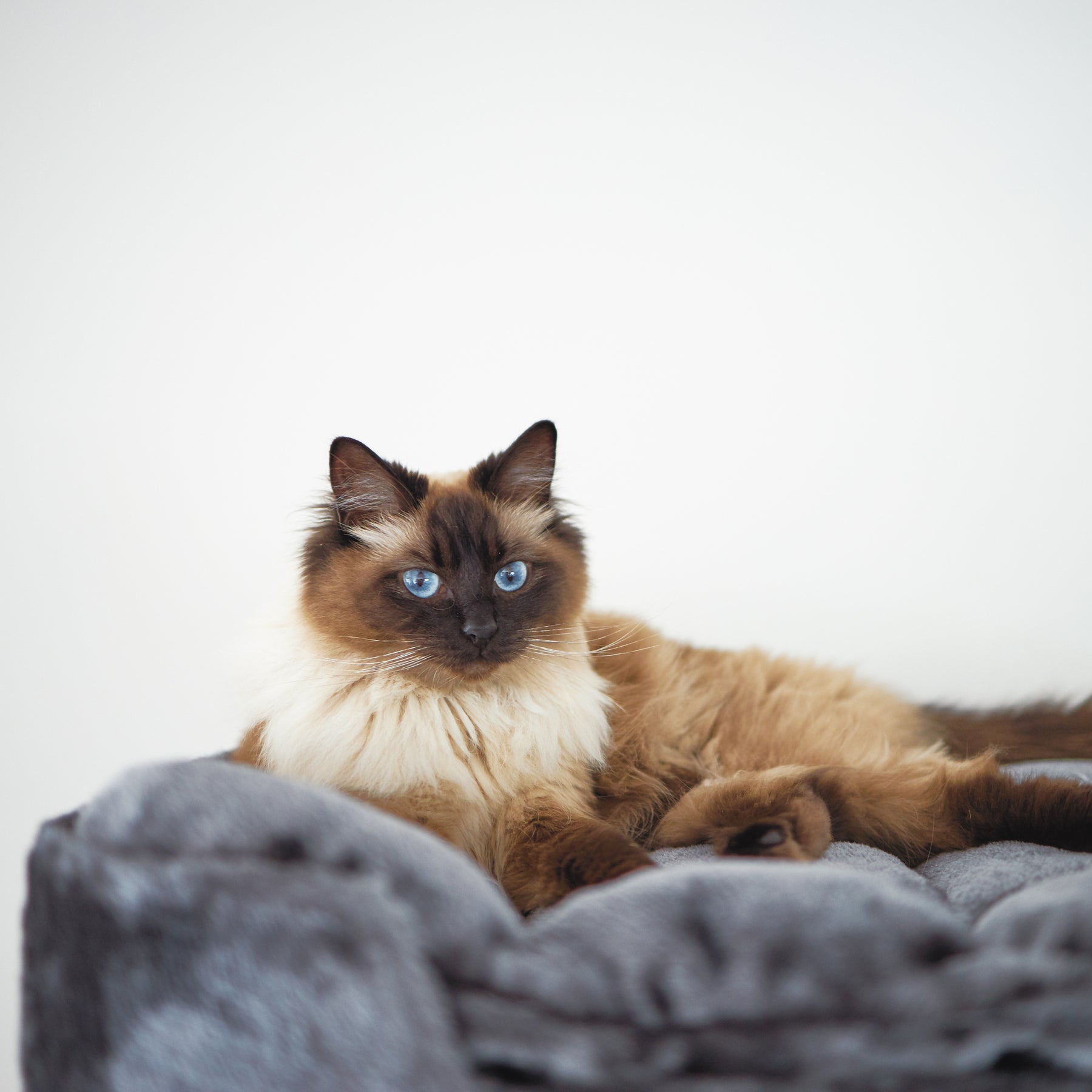 Kitty Climb Playground Charcoal Kazoo Pet Co