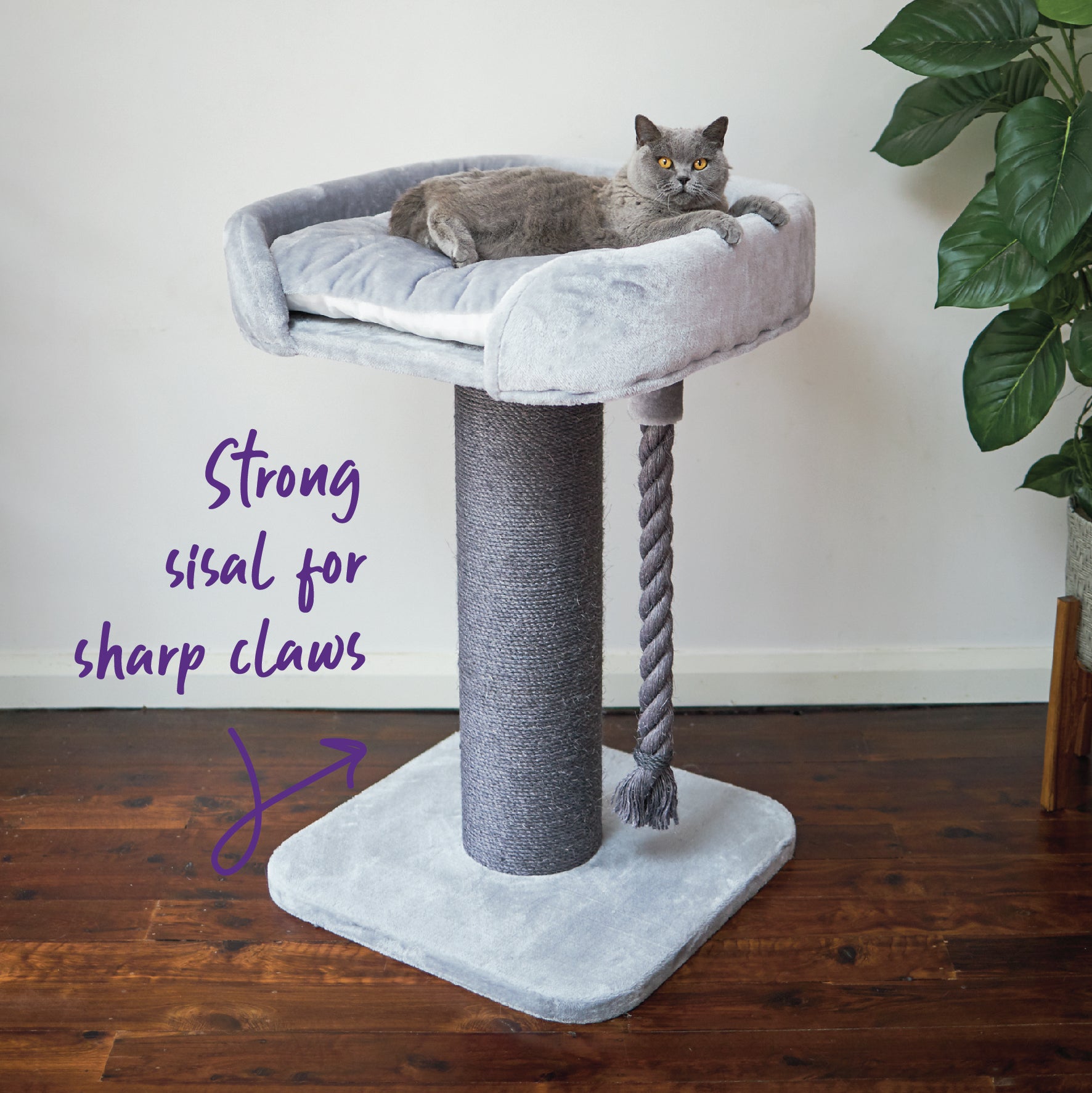 Cat Scratching Posts Cat Trees Towers Kazoo Pet Co