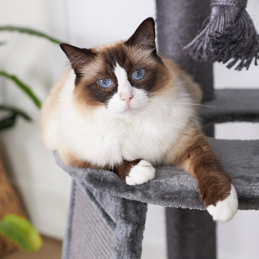 Kitty Scratch & Sleep Post Charcoal Kazoo Pet Co