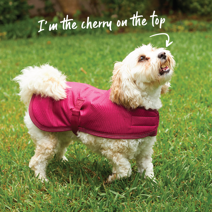 Adventure Dog Coat - Cherry