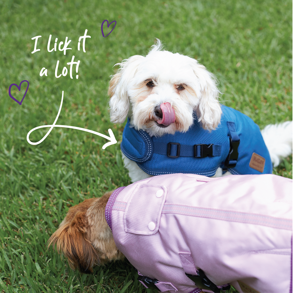 Dog Coats Dog Coats and Jackets for Small to Large Dogs Kazoo