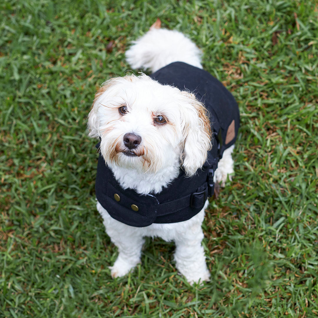 Aussie Oilskin Dog Coat Black – Kazoo Pet Co - Main Image