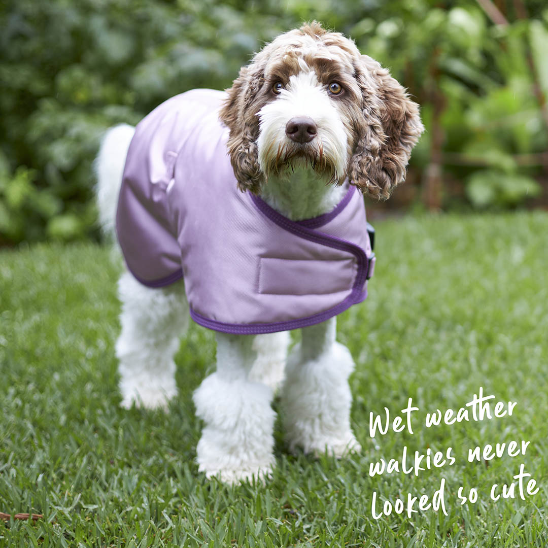 Cute dog jumpers new arrivals